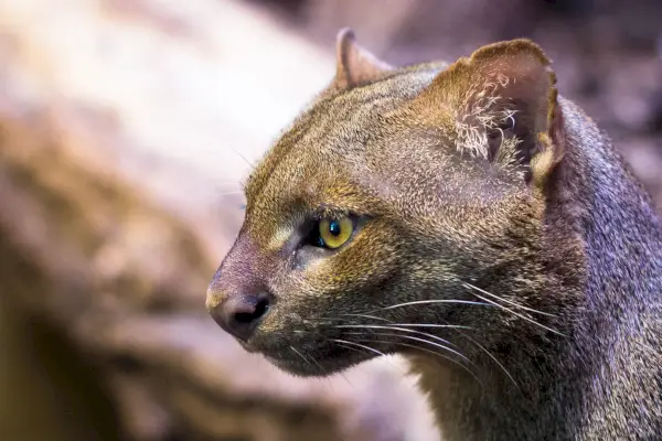 Jaguarundi Cat symbolism och mening