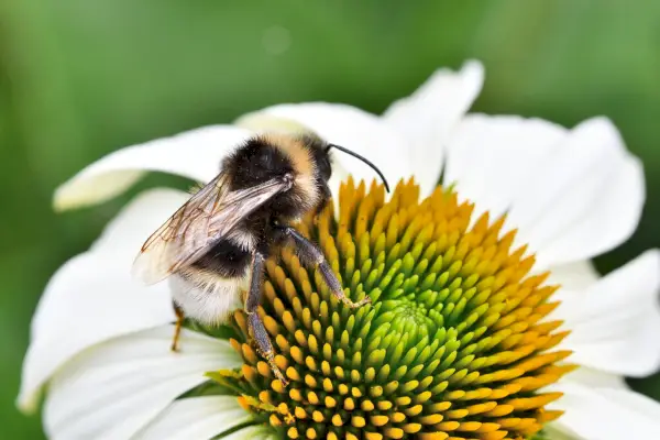 Bombus vestalis - вестальний зозулиний джміль