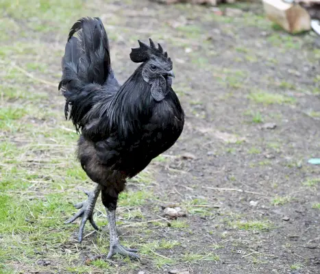 Cemani kyckling