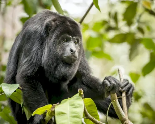 Singe hurleur en forêt