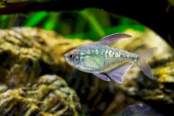 Mitologi & Cerita Rakyat Ikan Tetra