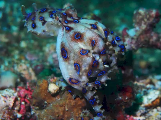 Nagy kékgyűrűs polip tojással (Hapalochlaena lunulata)