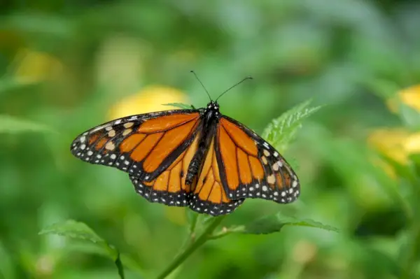 ¿Qué significa cuando ves una mariposa monarca?