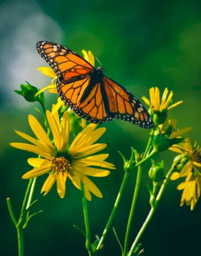 Rêves et présages sur les papillons monarques