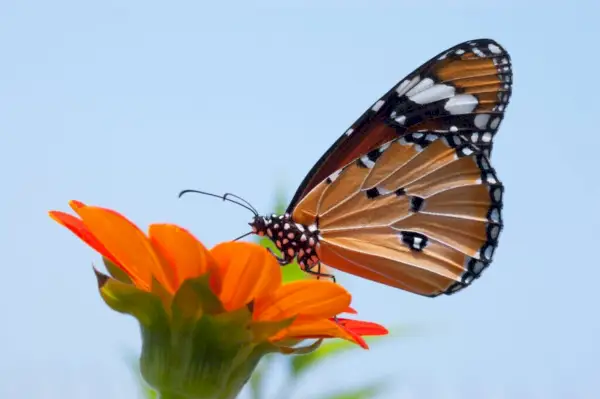 Photo En Gros Plan Du Papillon Monarque Au Sommet D'une Fleur