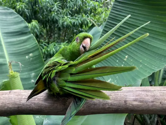 Burung Beo Hijau