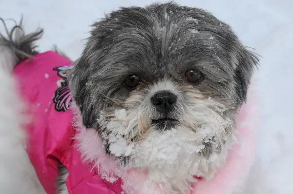 Shih Tzu Gezellige sneeuwdag 35