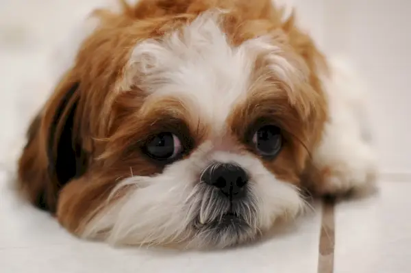 Isabelle le Shih Tzu