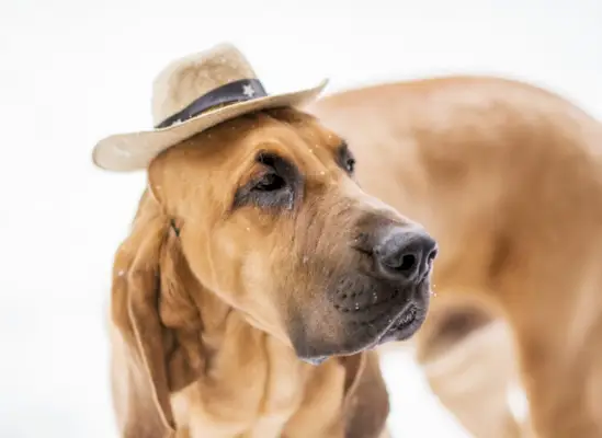 Blodhund iført en lille cowboyhat