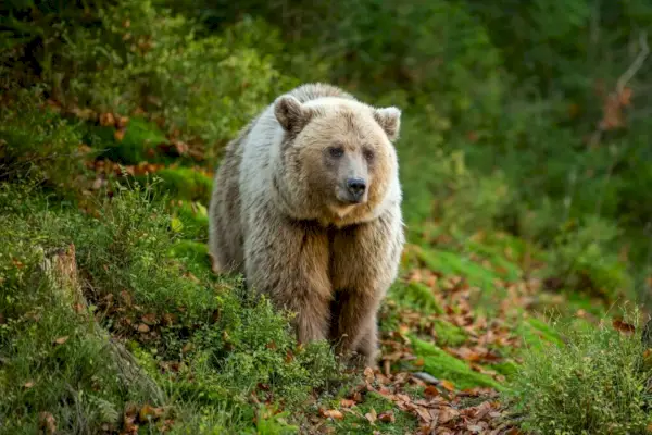 Ós bru al bosc de tardor