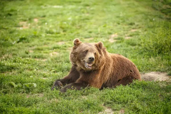 oso pardo europeo