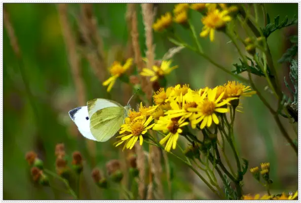 Малък бял Pieris rapae (PEE-err-iss RAY-pee) Изследван.