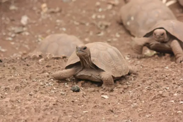 De blijvende symboliek en betekenis van de woestijnschildpad