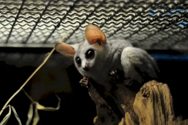 Galago Moholi