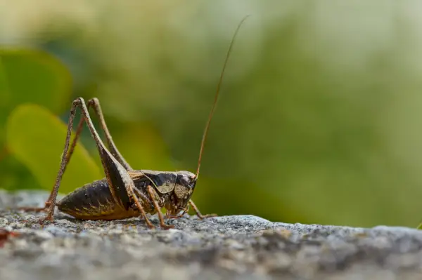 saltamontes marrón sobre roca gris durante el día