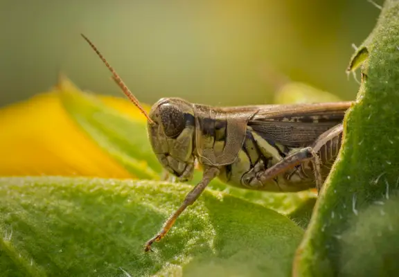 rjava kobilica, ki sedi na zelenem listu na fotografiji od blizu podnevi