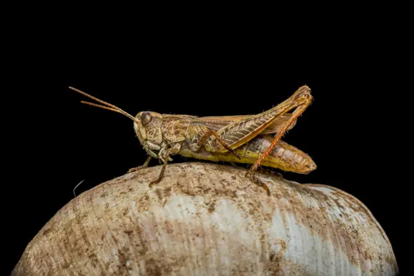 un primer plano de un saltamontes sobre una roca