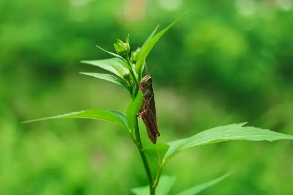 cavalletta marrone appollaiata su foglia verde in una fotografia ravvicinata durante il giorno