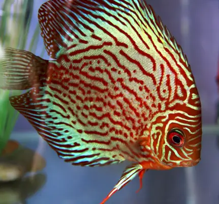 Discus Fish Symbolismi ja merkitys