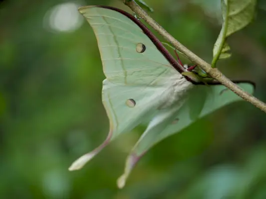 Actias selene ♂ (індійська місячна моль)