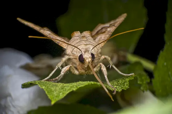 Polilla de sombras angulares