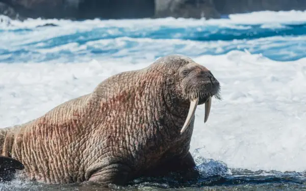 Foto close-up seekor walrus coklat besar di area bersalju