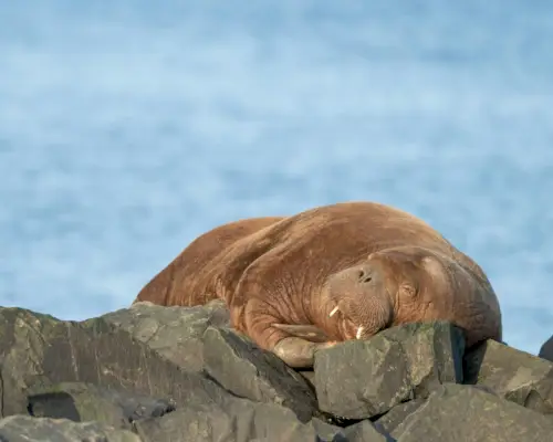 Poză în prim plan a unei morse arctice maro întinsă pe stânci în Seahouses Harbour, Northumberland, Marea Britanie