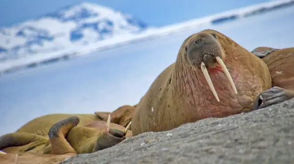 Walrus, Arktik, Norwegia