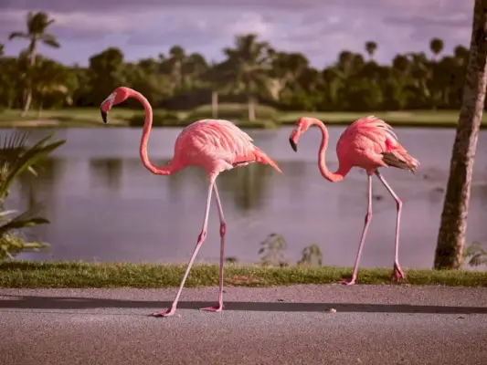 Roze flamingo's wandelen in de buurt van de vijver in het park