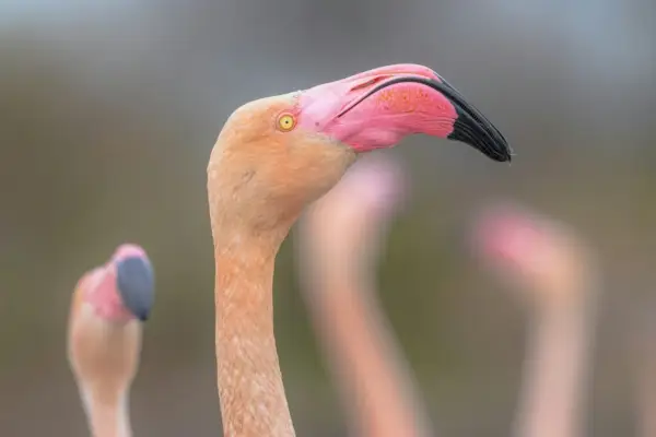 Potret flamingo yang lebih besar di Perancis