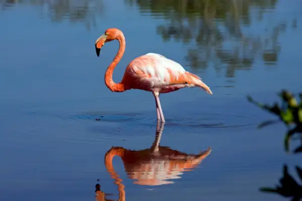 Flamingo-symboliek en betekenis: gratie, schoonheid en vertrouwen