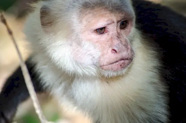 Capuchin symbolske betydninger med hvit ansikt