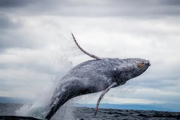 Simbolismo y significado de la ballena de Groenlandia