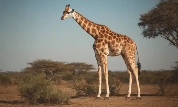 Girafsymbolik i drømme