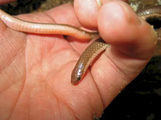 Східна черв'якова змія (Carphophis amoenus amoenus)