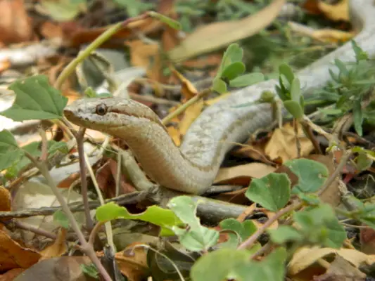 antiguan racer