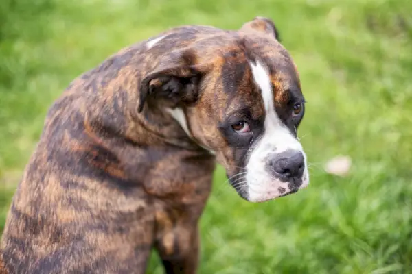 Cane Boxer seduto sull'erba fuori.