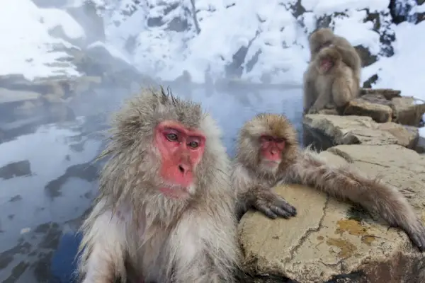 Japanilainen makakki (Macaca fuscata) talvella lumessa, Joshin-etsun kansallispuisto, Honshu, Japani.