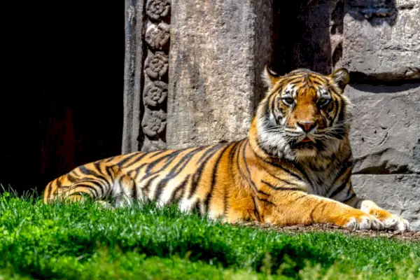 Bengalischer Tiger-Symbolismus