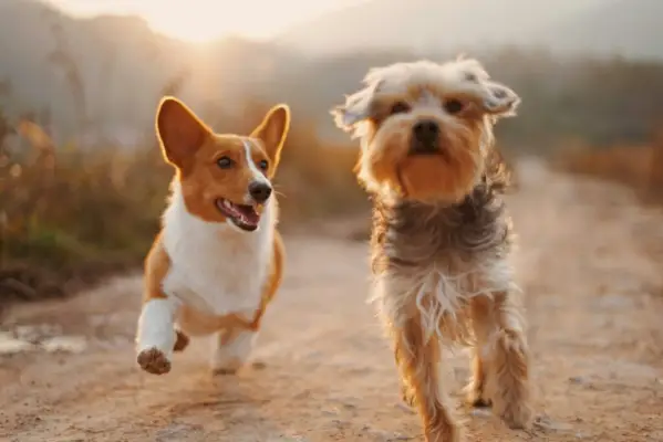 gündüzleri toprak yolda koşan iki kahverengi ve beyaz köpek