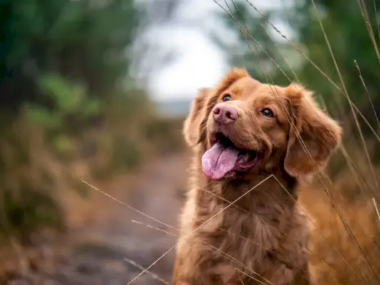 chien brun à poil moyen pendant la journée