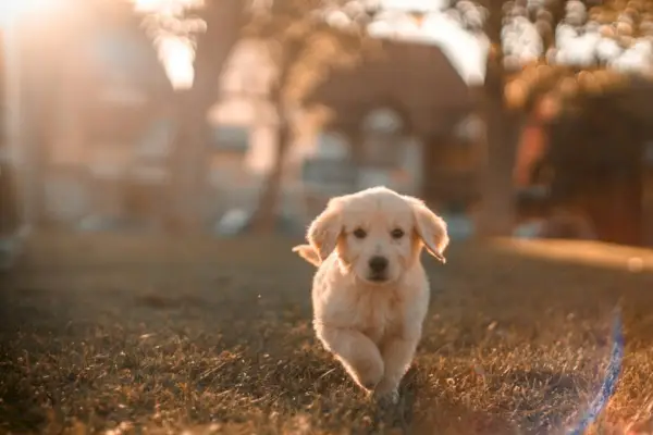 Gelber Labrador-Welpe läuft auf dem Feld