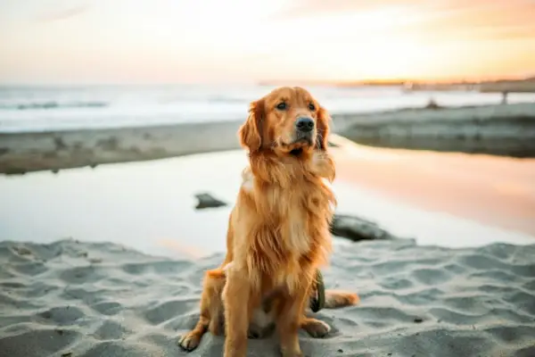 chien adulte assis sur du sable blanc près du bord de mer