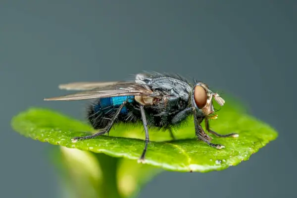 Macro de insectă prădătoare cu abdomen ornamental și picioare pufoase așezate pe frunze de plante colorate pe fundal gri