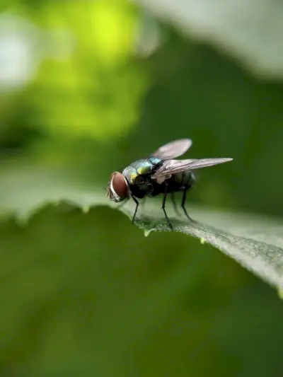 Muscă verde și neagră cocoțată pe frunze verzi în fotografie de aproape