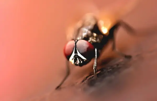 Close-up Photography - Brown Wasp