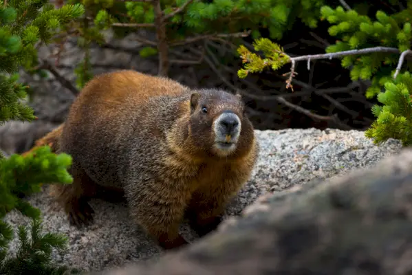 Simbolisme i significat de la marmota