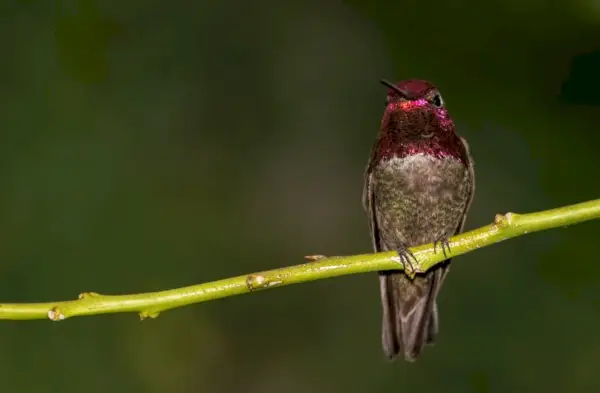 Annas Hummingbird Symbolika a význam