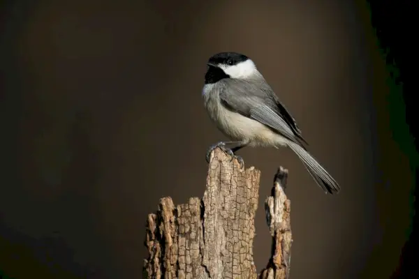 Carolina Chickadee