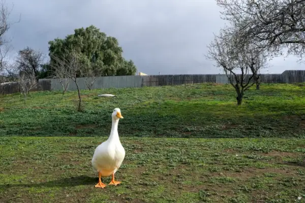 Gåssymbolik efter kultur